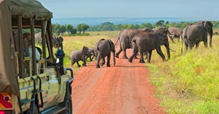 Vurderer du å dra på safari i Afrika? Les gode råd fra tre eksperter