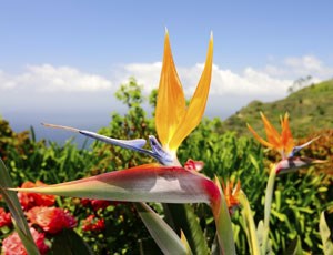 Billige charterreiser til Madeira