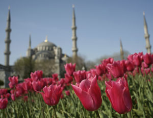 Tulipaner og den store moskeen i Istanbul